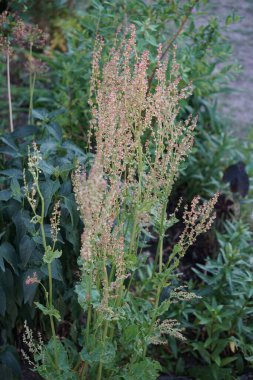 Haziran 'da bahçede sorrel çiçekleri açar. Sorrel (