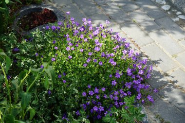Violet flowers of Aubrieta x cultorum 