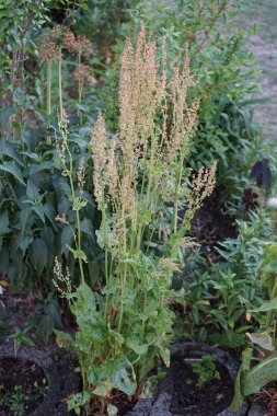 Haziran 'da bahçede sorrel çiçekleri açar. Sorrel (