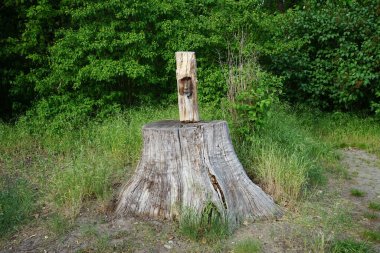 A log with a carved human face on a stump at the edge of a forest. Berlin, Germany 