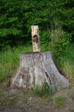 A log with a carved human face on a stump at the edge of a forest. Berlin, Germany 