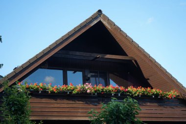 Geraniums bloom in June in a flower box on the balcony. Pelargonium hortorum, zonal geranium, garden geranium, is a nothospecies of Pelargonium. Berlin, Germany