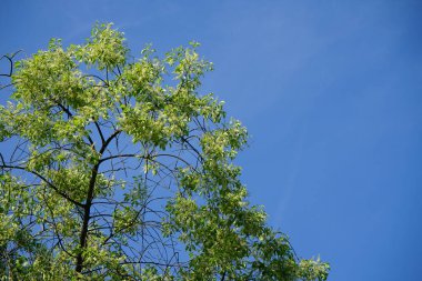 Blooming bird cherry in May. Prunus padus, bird cherry, hackberry, hagberry, or Mayday tree, is a flowering plant in the rose family Rosaceae. Berlin, Germany
