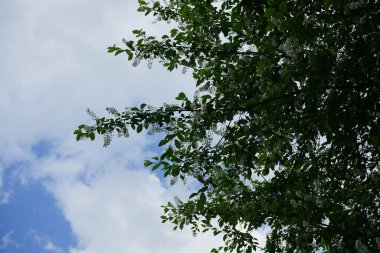 Blooming bird cherry in May. Prunus padus, bird cherry, hackberry, hagberry, or Mayday tree, is a flowering plant in the rose family Rosaceae. Berlin, Germany
