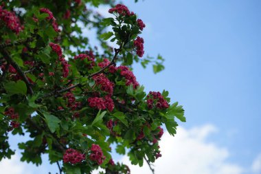 Crataegus laevigata 'Paul's Scarlet' blooms with pink double flowers in May. Crataegus laevigata, the Midland hawthorn, English hawthorn, woodland hawthorn, or mayflower, is a species of hawthorn. Berlin, Germany 