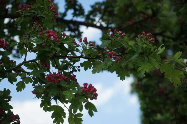 Crataegus laevigata 'Paul's Scarlet' blooms with pink double flowers in May. Crataegus laevigata, the Midland hawthorn, English hawthorn, woodland hawthorn, or mayflower, is a species of hawthorn. Berlin, Germany