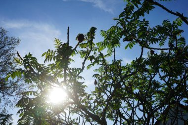The sun shines through the branches of Rhus typhina in May. Rhus typhina, the staghorn sumac, is a species of flowering plant in the family Anacardiaceae. Berlin, Germany