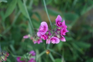 Lathyrus latifolius with pink flowers in June. Lathyrus latifolius, the perennial peavine, perennial pea, or just everlasting pea, is a robust, sprawling herbaceous perennial flowering plant in the pea family Fabaceae. Berlin, Germany 