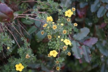 Potentilla fruticosa with yellow flowers in the garden in May. Potentilla is a herbaceous flowering plant from the rosaceae family. Berlin, Germany 