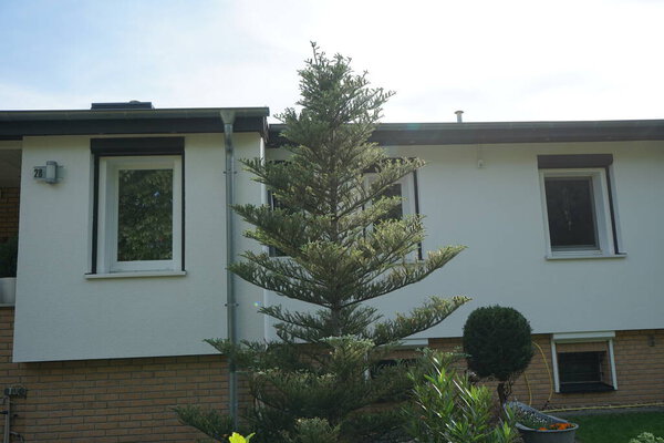 Пихта Корана в саду в июне. Пихта Корана, Гусаннаму, корейская пихта, является одним из видов пихты. Берлин, Германия 