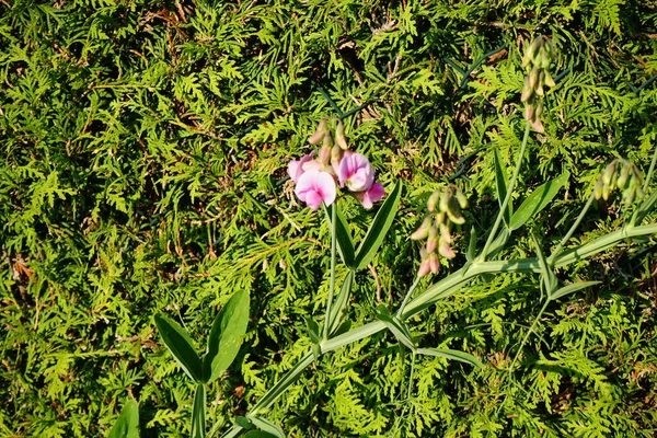 Lathyrus latifolius with pink flowers in June. Lathyrus latifolius, the perennial peavine, perennial pea, or just everlasting pea, is a robust, sprawling herbaceous perennial flowering plant in the pea family Fabaceae. Berlin, Germany