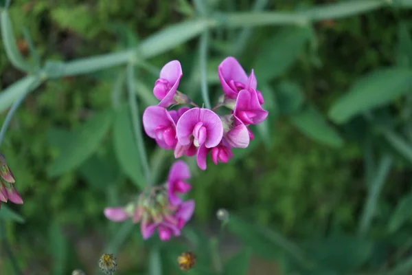 Lathyrus latifolius with pink flowers in June. Lathyrus latifolius, the perennial peavine, perennial pea, or just everlasting pea, is a robust, sprawling herbaceous perennial flowering plant in the pea family Fabaceae. Berlin, Germany