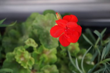 Standing red geraniums, Pelargonium hortorum, bloom in May in a flower box. Pelargonium hortorum, zonal geranium, garden geranium, is a nothospecies of Pelargonium. Berlin, Germany 