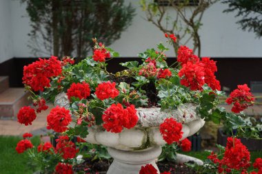 Pelargoniums with red flowers hang from an old fountain in the garden in May. Pelargonium, geranium, or storksbill, is a genus of flowering plants. Berlin, Germany 