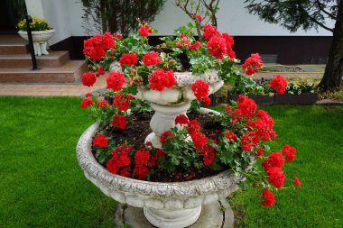 Pelargoniums with red flowers hang from an old fountain in the garden in May. Pelargonium, geranium, or storksbill, is a genus of flowering plants. Berlin, Germany 