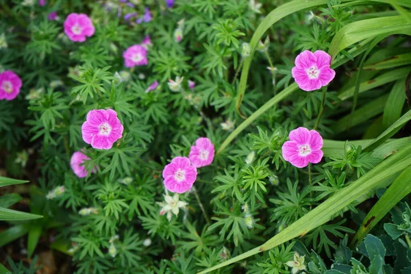 Winter-hardy pink-red Geranium sanguineum in the garden. Geranium sanguineum, bloody crane\'s-bill or bloody geranium, is a species of hardy flowering herbaceous perennial plant in the cranesbill family Geraniaceae. Berlin, Germany