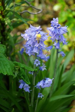 Hyacinthoides hispanica blue blooms in the garden in May. Hyacinthoides hispanica, Endymion hispanicus, Scilla hispanica, the Spanish bluebell, is a spring-flowering bulbous perennial. Berlin, Germany  clipart