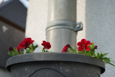 Calibrachoa 'Uno Double Red' in a hanging flowerpot on a downpipe in May. Calibrachoa is a genus of plants in the Solanaceae family. Berlin, Germany 