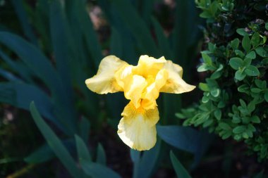 Iris x barbata-nana 'Path of Gold' blooms in golden yellow colors in the garden in May. Iris is a genus of perennial rhizomatous plants in the family Iridaceae. Berlin, Germany 