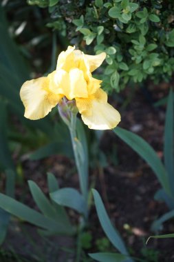Iris x barbata-nana 'Path of Gold' blooms in golden yellow colors in the garden in May. Iris is a genus of perennial rhizomatous plants in the family Iridaceae. Berlin, Germany 