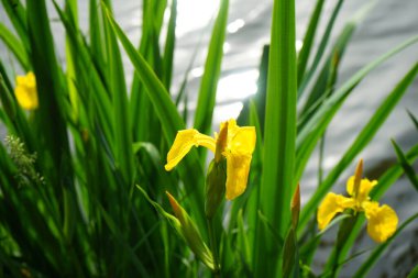 Iris pseudacorus blooms with yellow flowers near the water. Iris pseudacorus, the yellow flag, yellow iris, or water flag, is a species of flowering plant in the family Iridaceae. Berlin, Germany 