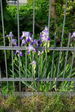 Iris x germanica 'Mrs. Andris' is a historical, high-quality bearded iris. Iris x germanica, the bearded iris or the German bearded iris is a species of flowering plants in the family Iridaceae. Berlin, Germany 