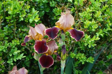 Iris barbata elatior 'Louvois' blooms in brown colors in the garden in May. Iris is a genus of perennial rhizomatous plants in the family Iridaceae. Berlin, Germany