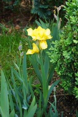 Iris x barbata-nana 'Path of Gold' blooms in golden yellow colors in the garden in May. Iris is a genus of perennial rhizomatous plants in the family Iridaceae. Berlin, Germany 