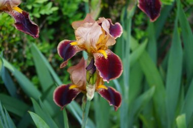 Iris barbata elatior 'Louvois' blooms in brown colors in the garden in May. Iris is a genus of perennial rhizomatous plants in the family Iridaceae. Berlin, Germany