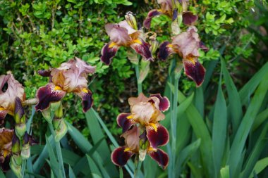 Iris barbata elatior 'Louvois' blooms in brown colors in the garden in May. Iris is a genus of perennial rhizomatous plants in the family Iridaceae. Berlin, Germany