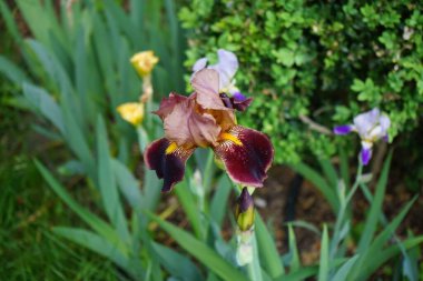 Iris barbata elatior 'Louvois' blooms in brown colors in the garden in May. Iris is a genus of perennial rhizomatous plants in the family Iridaceae. Berlin, Germany