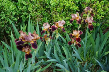 Iris barbata elatior 'Louvois' blooms in brown colors in the garden in May. Iris is a genus of perennial rhizomatous plants in the family Iridaceae. Berlin, Germany