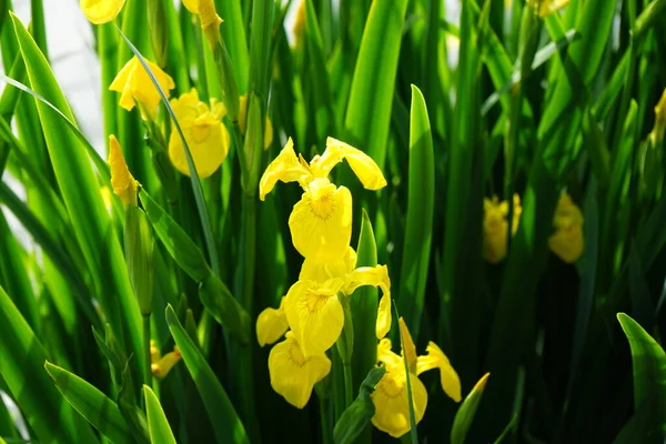 Iris Pseudacorus Floresce Com Flores Amarelas Perto Água Iris Pseudacorus — Fotografia de Stock