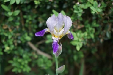 Iris x germanica 'Mrs. Andris' is a historical, high-quality bearded iris. Iris x germanica, the bearded iris or the German bearded iris is a species of flowering plants in the family Iridaceae. Berlin, Germany 