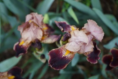 Iris barbata elatior 'Louvois' blooms in brown colors in the garden in May. Iris is a genus of perennial rhizomatous plants in the family Iridaceae. Berlin, Germany