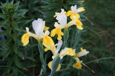 Iris x hollandica 'Mix' with white-yellow flower blooms in the garden. Iris x hollandica, the Dutch iris, is a hybrid iris in the family Iridaceae. Berlin, Germany