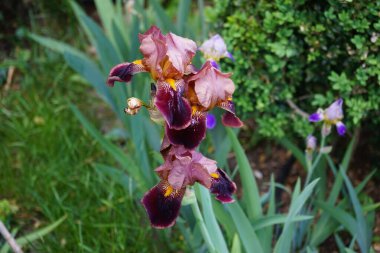 Iris barbata elatior 'Louvois' blooms in brown colors in the garden in May. Iris is a genus of perennial rhizomatous plants in the family Iridaceae. Berlin, Germany
