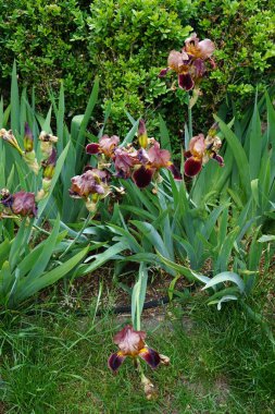 Iris barbata elatior 'Louvois' blooms in brown colors in the garden in May. Iris is a genus of perennial rhizomatous plants in the family Iridaceae. Berlin, Germany