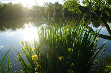 Iris pseudacorus blooms with yellow flowers near the water. Iris pseudacorus, the yellow flag, yellow iris, or water flag, is a species of flowering plant in the family Iridaceae. Berlin, Germany