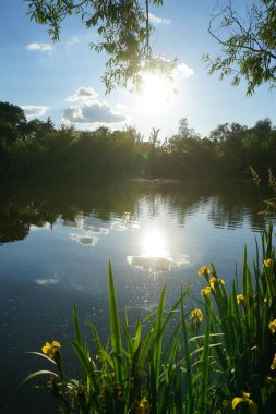 Iris pseudacorus blooms with yellow flowers near the water. Iris pseudacorus, the yellow flag, yellow iris, or water flag, is a species of flowering plant in the family Iridaceae. Berlin, Germany