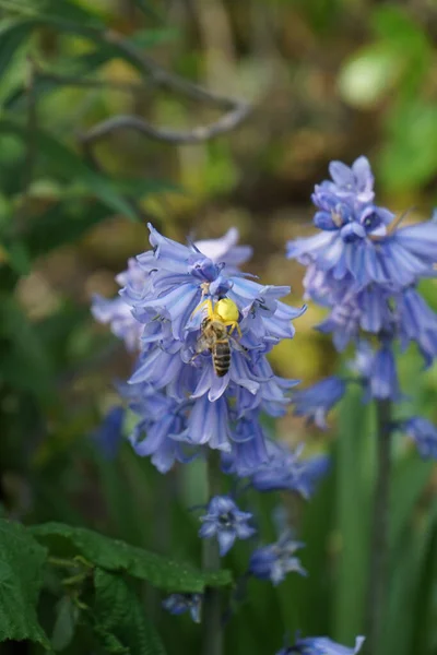 A yellow female flower crab spider, Misumena vatia, grabbed a European honey bee, Apis mellifera, on a Hyacinthoides hispanica flower in the garden in May. Berlin, Germany