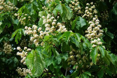Aesculus hippocastanum blooms in May. Aesculus hippocastanum, the horse chestnut, is a species of flowering plant in the soapberry and lychee family Sapindaceae. Berlin, Germany 