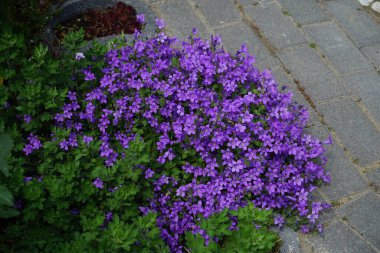 Campanula portenschlagiana in the garden. Campanula portenschlagiana, the wall bellflower, is a species of flowering plant in the family Campanulaceae. Berlin, Germany 