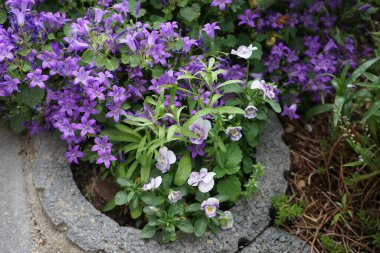 Campanula portenschlagiana and Viola cornuta in the garden. Campanula portenschlagiana, the wall bellflower, is a species of flowering plant in the family Campanulaceae. Berlin, Germany 