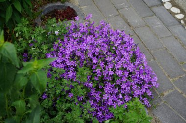 Campanula portenschlagiana and Viola cornuta in the garden. Campanula portenschlagiana, the wall bellflower, is a species of flowering plant in the family Campanulaceae. Berlin, Germany 