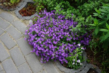 Campanula portenschlagiana and Viola cornuta in the garden. Campanula portenschlagiana, the wall bellflower, is a species of flowering plant in the family Campanulaceae. Berlin, Germany 