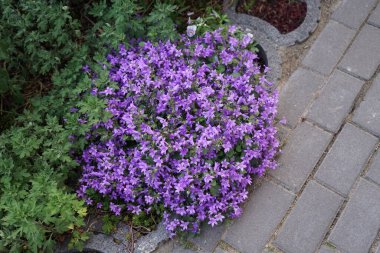 Campanula portenschlagiana and Viola cornuta in the garden. Campanula portenschlagiana, the wall bellflower, is a species of flowering plant in the family Campanulaceae. Berlin, Germany 