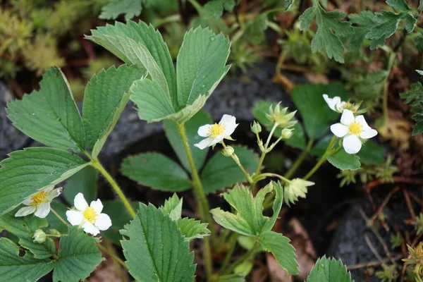 White strawberry flowers in May in the garden. The garden strawberry or simply strawberry, Fragaria  ananassa, is a widely grown hybrid species of the genus Fragaria. Berlin, Germany