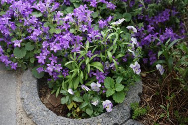 Campanula portenschlagiana and Viola cornuta in the garden. Campanula portenschlagiana, the wall bellflower, is a species of flowering plant in the family Campanulaceae. Berlin, Germany 