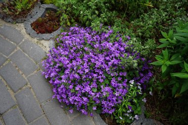 Campanula portenschlagiana and Viola cornuta in the garden. Campanula portenschlagiana, the wall bellflower, is a species of flowering plant in the family Campanulaceae. Berlin, Germany 